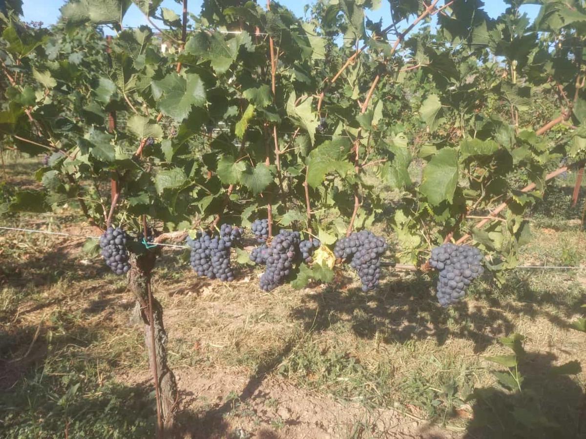 Agriturismo Fioralba Polpenazze del Garda Kültér fotó