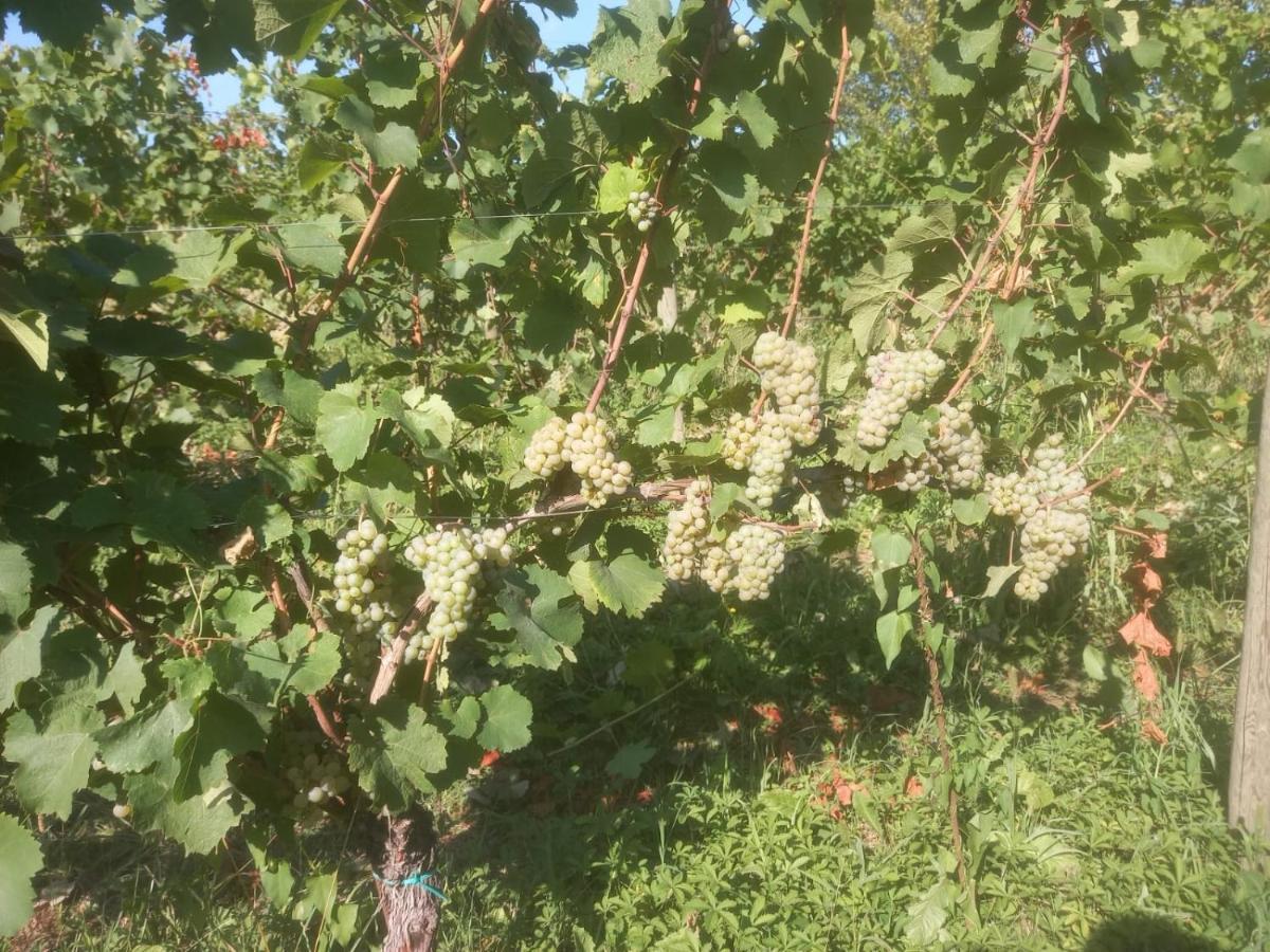 Agriturismo Fioralba Polpenazze del Garda Kültér fotó